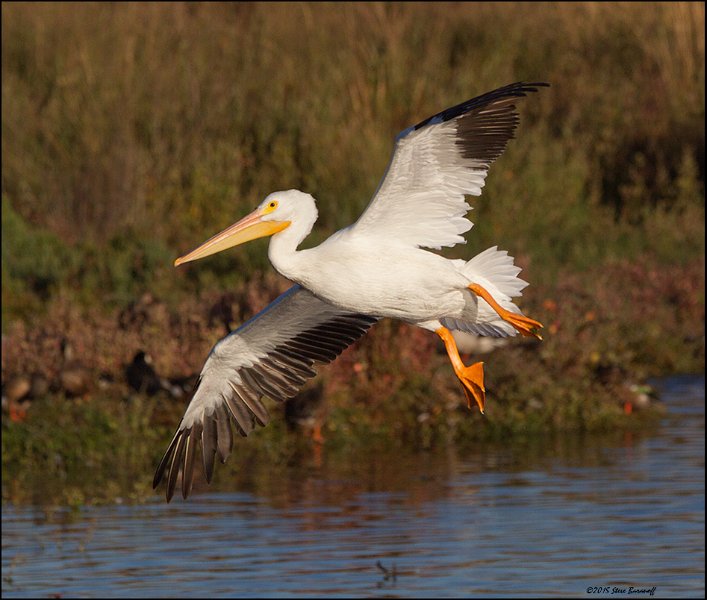 _5SB5084 american white pelican.jpg